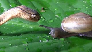 Keeled Slug Snake eats snail [upl. by Otipaga]