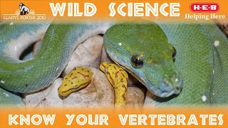 WILD SCIENCE Classifying Vertebrates [upl. by Wendie]