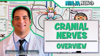 Neurology  Cranial Nerves Overview [upl. by Nerrol]