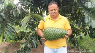 Cosecha de guanábana Gigante Annona muricata L [upl. by Ahcrop]