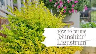 Transform Your Sunshine Ligustrum Pruning Tips for Brilliant Color [upl. by Elyn]