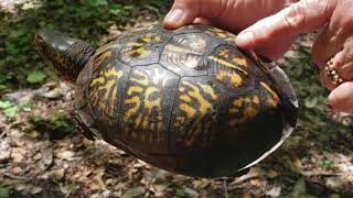 All About Eastern Box Turtles [upl. by Mano]