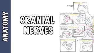 Anatomy  Cranial Nerves Overview [upl. by Lau727]