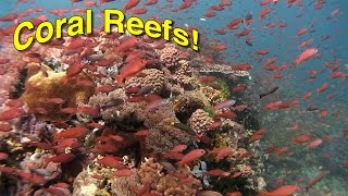 Coral Reef Biology  JONATHAN BIRDS BLUE WORLD [upl. by Demha607]