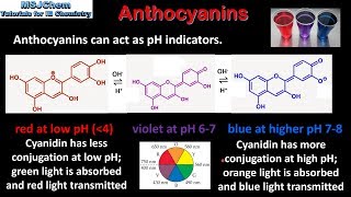 B9 Anthocyanins HL [upl. by Bryna854]