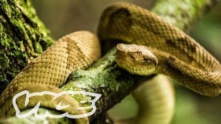 Snake Island Documentary Trailer [upl. by Delanos]