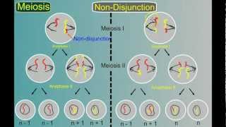 Genetics Part 4 Mutations [upl. by Karilynn]