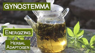 Gynostemma Tea Long Revered Herbal Adaptogen [upl. by Nnylatsirk]