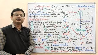 Diabetes Mellitus Part10 Mechanism of Action of Sulfonylurease  Antidiabetic Drugs  Diabetes [upl. by Lewie]