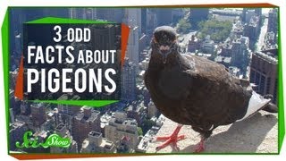 3 Odd Facts About Pigeons [upl. by Philcox]