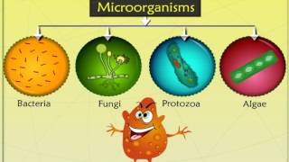 What are microorganismsmicrobes Types of microorganisms and their classification [upl. by Idnaj181]