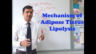 Mechanism of Adipose Tissue Lipolysis [upl. by Ylesara622]