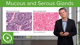 Mucous and Serous Glands – Histology  Lecturio [upl. by Ahsem509]