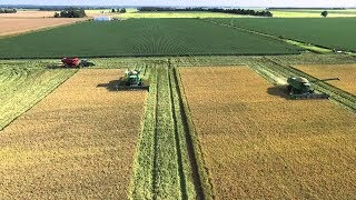 How to Harvest Rice Rice Harvest Process Rice Harvesting Rice Farming  Rice Agriculture Technology [upl. by Matheson]