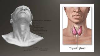 Basics of Thyroid Ultrasound [upl. by Kaylyn402]