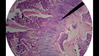 Bone tissue histologyavi [upl. by Pelmas]