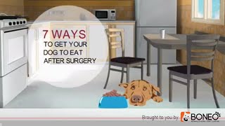 Dog Surgery Recovery 7 Ways to Get a Dog to Eat [upl. by Holcomb981]