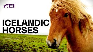 The Uniqueness of Icelandic Horses  Equestrian World [upl. by Nylime]