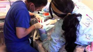 My First Dental Procedure 42811 [upl. by Aleciram676]