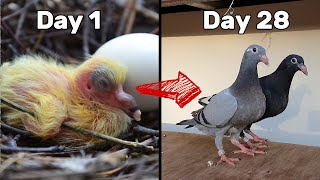 Baby Pigeons Growing  Four Weeks Day by Day [upl. by Skoorb]