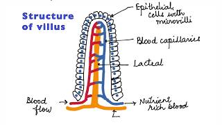 HUMAN PHYSIOLOGY DIGESTION AND ABSORPTION VILLI MICROVILLI AND STRUCTURE OF VILLUS ISCCBSE 11 [upl. by Georgie]