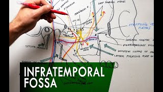 The Infratemporal Fossa  Boundaries amp Contents  Anatomy Tutorial [upl. by Sadoc]