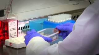 Primary Cell Culture Protocols amp Guidance [upl. by Sherrie176]