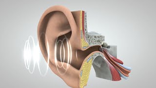 El viaje del sonido al cerebro [upl. by Anikahs305]