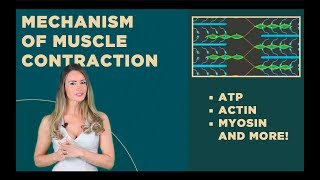 Muscle Contraction ATP Actin Myosin [upl. by Sidnal]