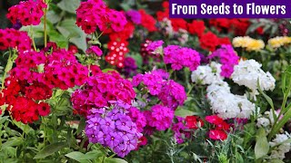 GROW Beautiful PHLOX from Seeds NOW Start To Finish [upl. by Porta]