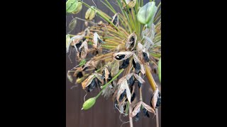 How to sow Agapanthus Seed 2 Minute Tips [upl. by Quintie]