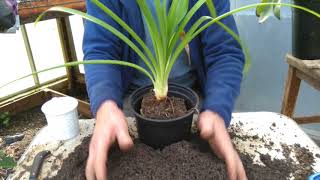 How to pot on agapanthus [upl. by Cynthla819]