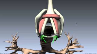 Larynx  Ligaments Membranes Vocal Cords  3D Anatomy Tutorial [upl. by Ynor]