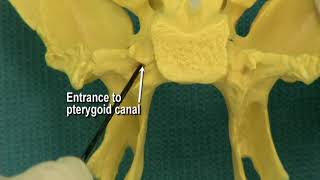 114 Step 24 Pterygoid canal and pterygopalatine fossa [upl. by Rattray]