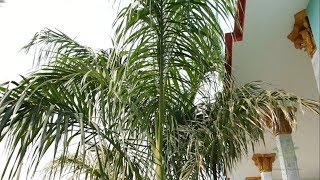 Bottle Palm TreeRoyal Palm Care [upl. by Warms]