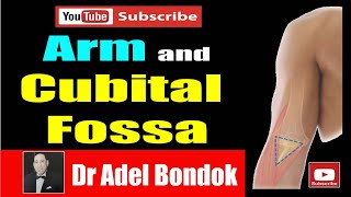 The Arm and Cubital Fossa Dr Adel Bondok Anatomy Channel [upl. by Doty]