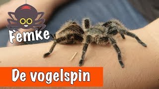 De vogelspin krulhaar🕷  DierenpraatTV [upl. by Imuyam]