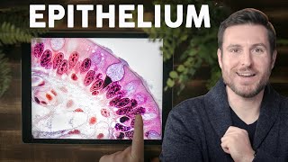 Epithelial Tissue Histology Explained for Beginners  Corporis [upl. by Zsa362]