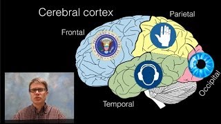 The Brain [upl. by Sacram]