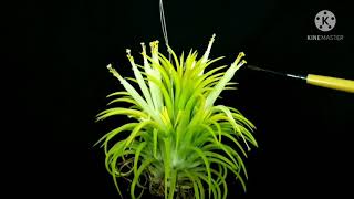 Tillandsia l Growing Air Plants From Seeds Ionantha Druid [upl. by Zzaj375]