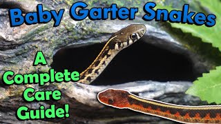 How to Care for Baby Garter Snakes [upl. by Hareenum]