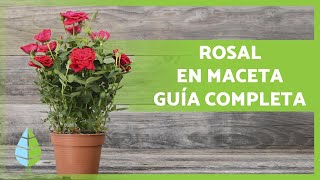 CUIDADOS de los ROSALES en MACETA 🌹 ¡Poda abono sustrato riego y más [upl. by Ihtraa]