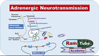 Adrenergic NA or NE Neurotransmission explained with animation [upl. by Ennovyahs378]