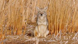 Coyote Country myth vs fact [upl. by Mikaela]