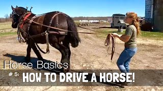 HORSE BASICS 5 HOW DO YOU DRIVE A HORSE [upl. by Yromas]