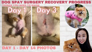 Dog Spay Recovery Progress day by day amp Helpful Tips [upl. by Klaus]