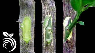 Grafting Citrus Trees  Bud Grafting Successfully [upl. by Junie]