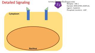 Cytokinin signaling pathway animation [upl. by Eelnodnarb]