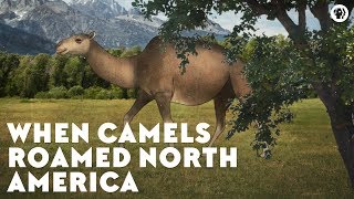 When Camels Roamed North America [upl. by Schouten]