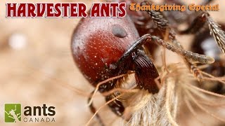 A Bearded Ant  Harvester Ants Thanksgiving Special Part 2 [upl. by Wane]